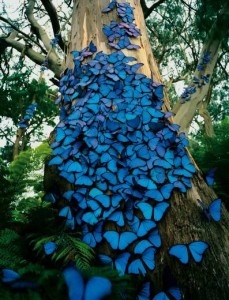 butterflies_blue